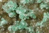 Atacamite On Quartz Crystals - Peru #132363-1